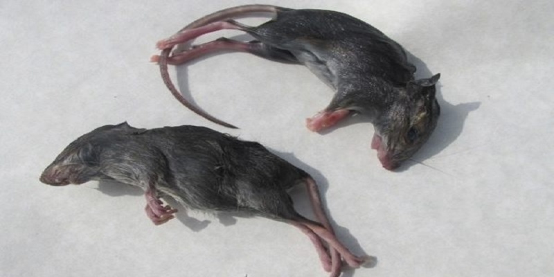 Nằm mơ thấy nhiều chuột chết là điềm báo không mấy tốt đẹp